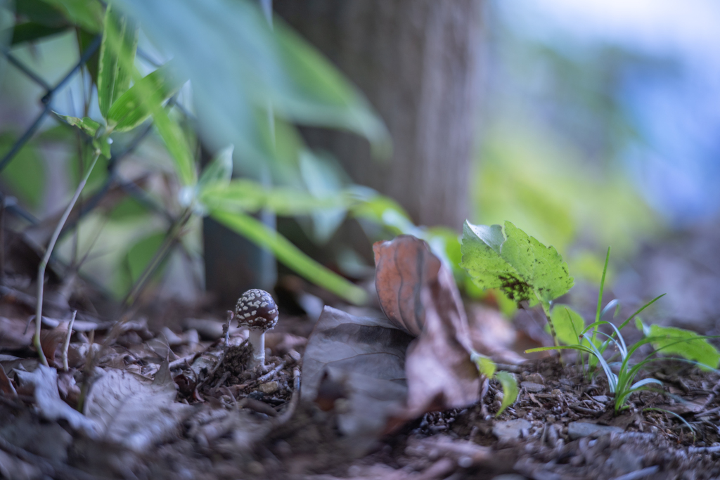 2025/09/23 幼天狗・・・♡