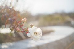 12月の薔薇・・・♡
