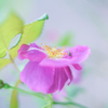 秋の薔薇・・・Ⅰ