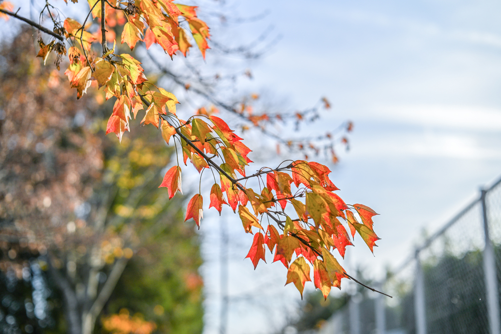 2023/11/16 Autumn colors・・・♥