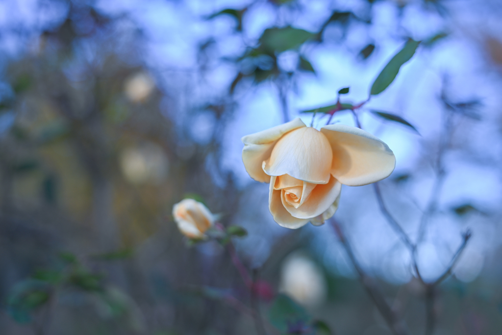 2024/11/29 Rose collection ♡ 30