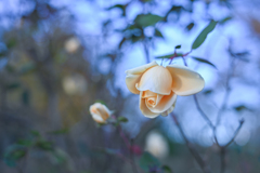2024/11/29 Rose collection ♡ 30