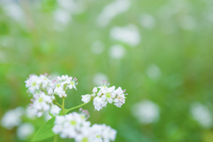 蕎麦の花・・・♬