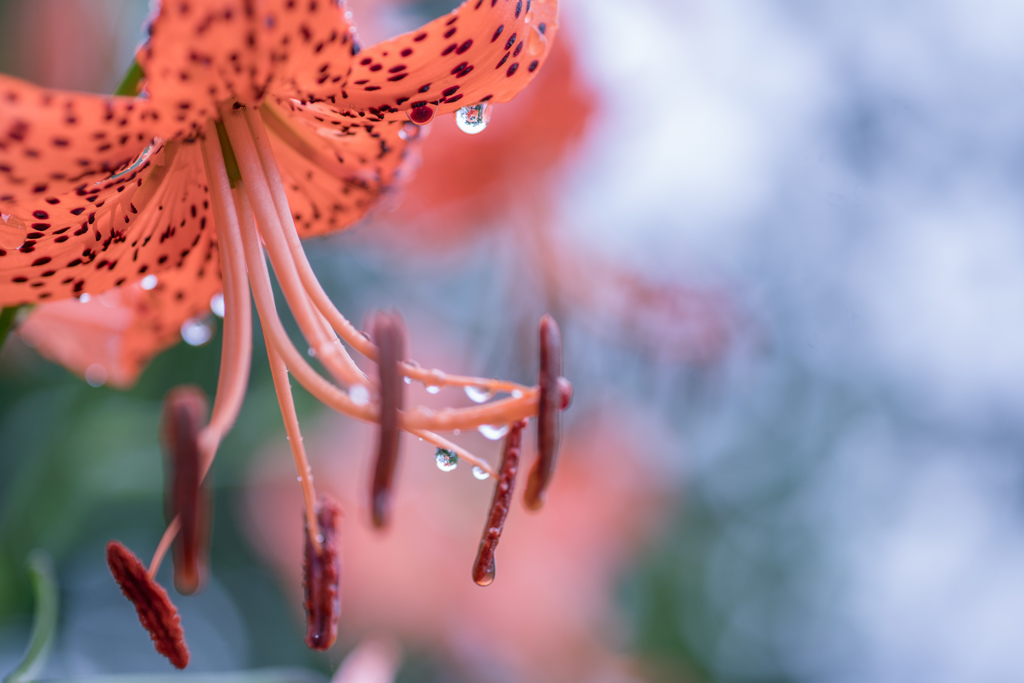 雨もたのし・・・＃１
