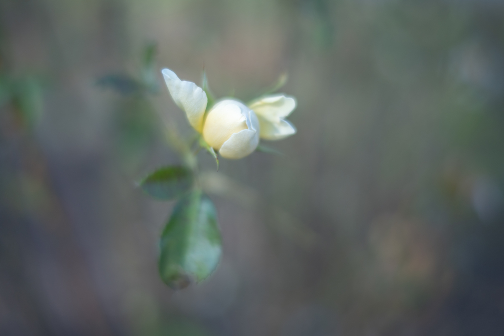 2025/11/20 Rose collection ♡ 46