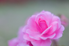 20210617 Rose collection ♡ 2021-18