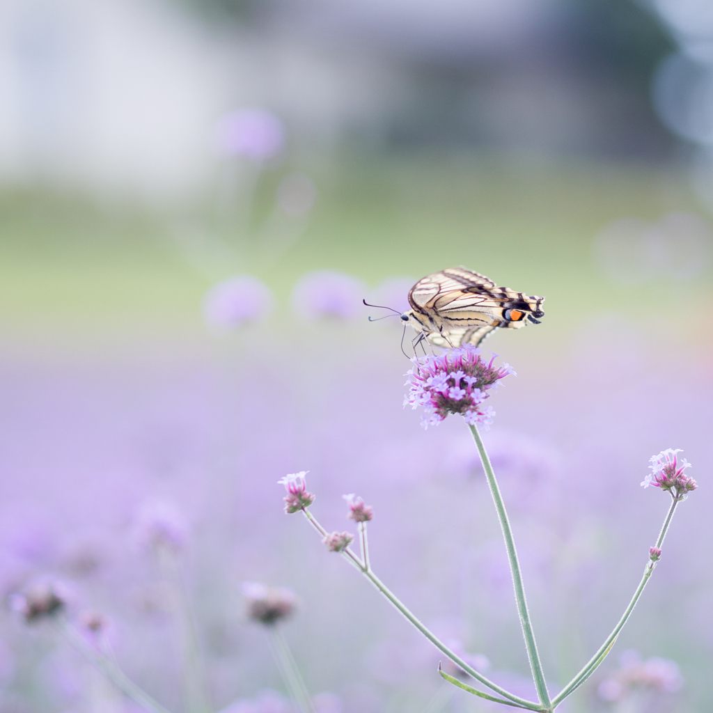 魅惑する・・・♡