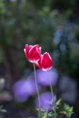 2025/05/03 庭の春・・・♡