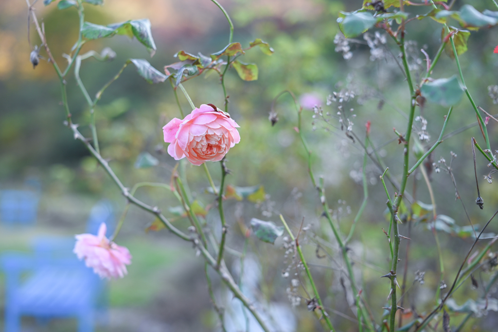 2024/11/09 Rose collection ♡ 25