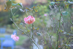 2024/11/09 Rose collection ♡ 25