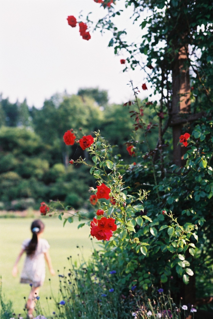 薔薇の庭で