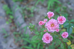 2024/07/16 Rose collection ♡ 17