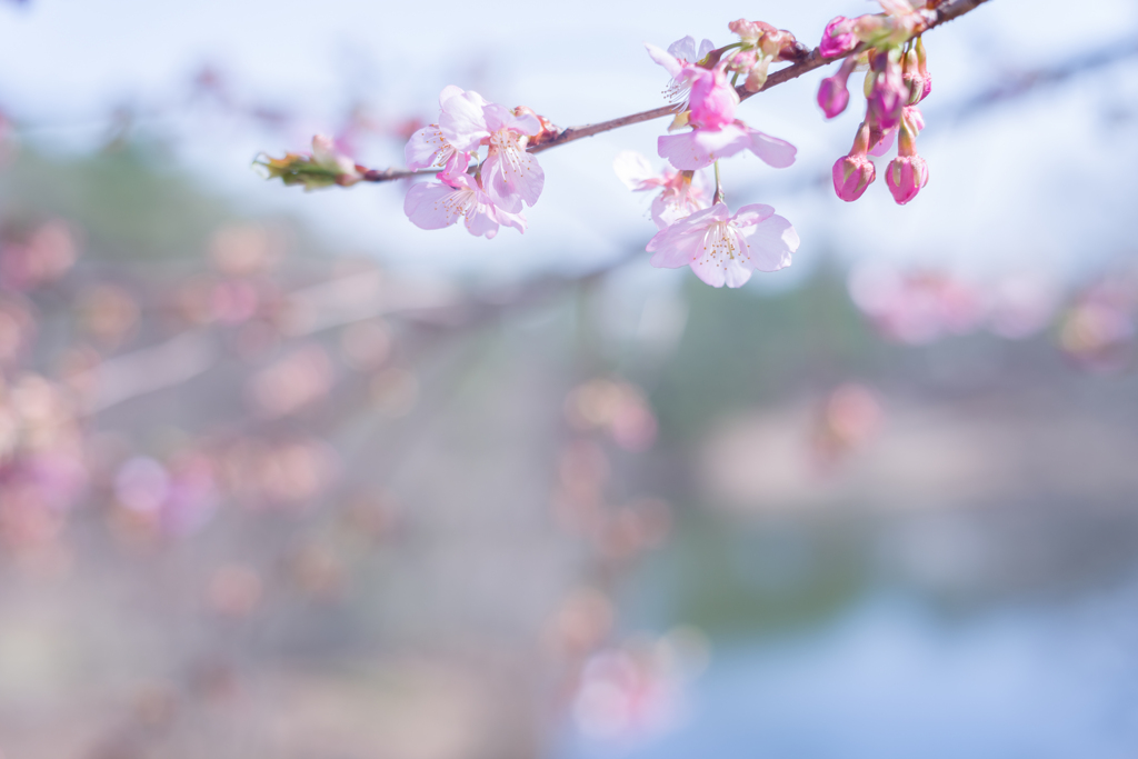 2023/03/21 河津桜・・・♡