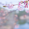 2023/03/21 河津桜・・・♡