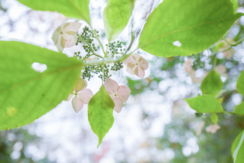 霜月紫陽花・・・♡