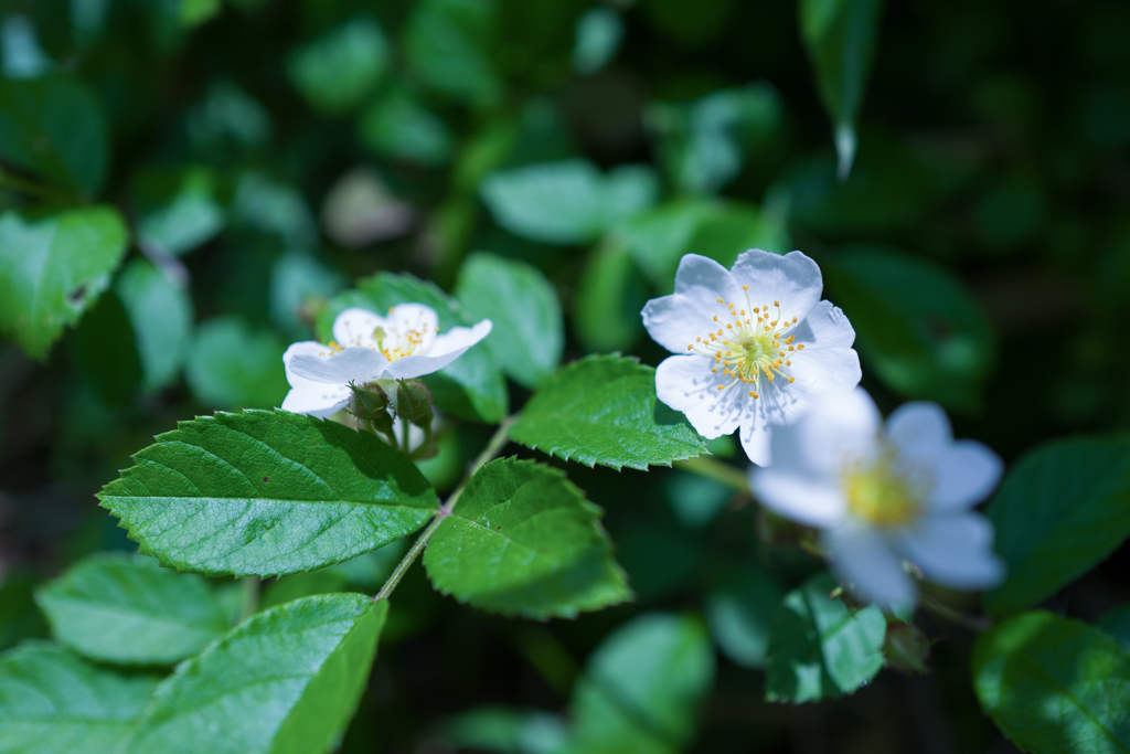 最高かつ最も包括的な野薔薇 花言葉 すべての美しい花の画像