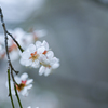 2025/04/07 白梅・・・♡