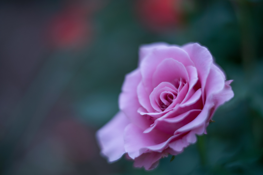 Rose collection ♡ 2017-16