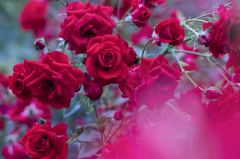 Rose collection ♡ 2020-20