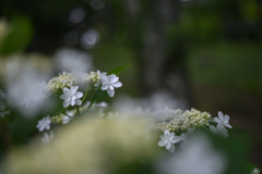 2024/06/26 紫陽花 collection ♡ 05
