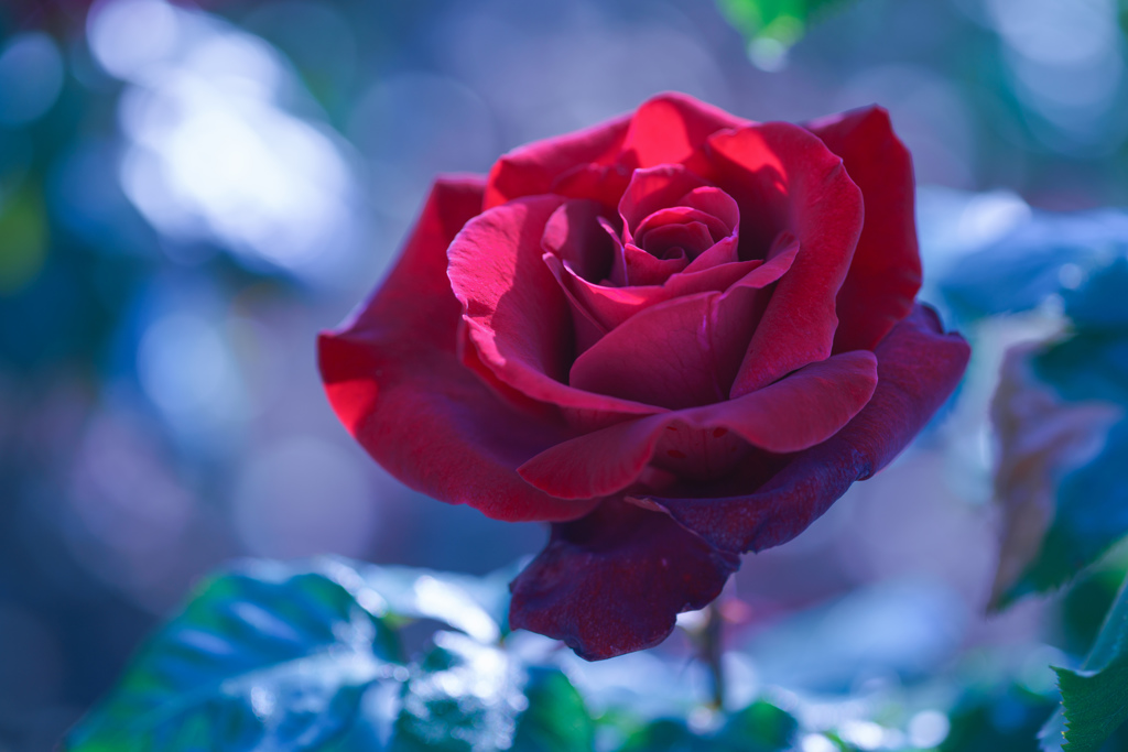 Rose collection ♡ 2016-04