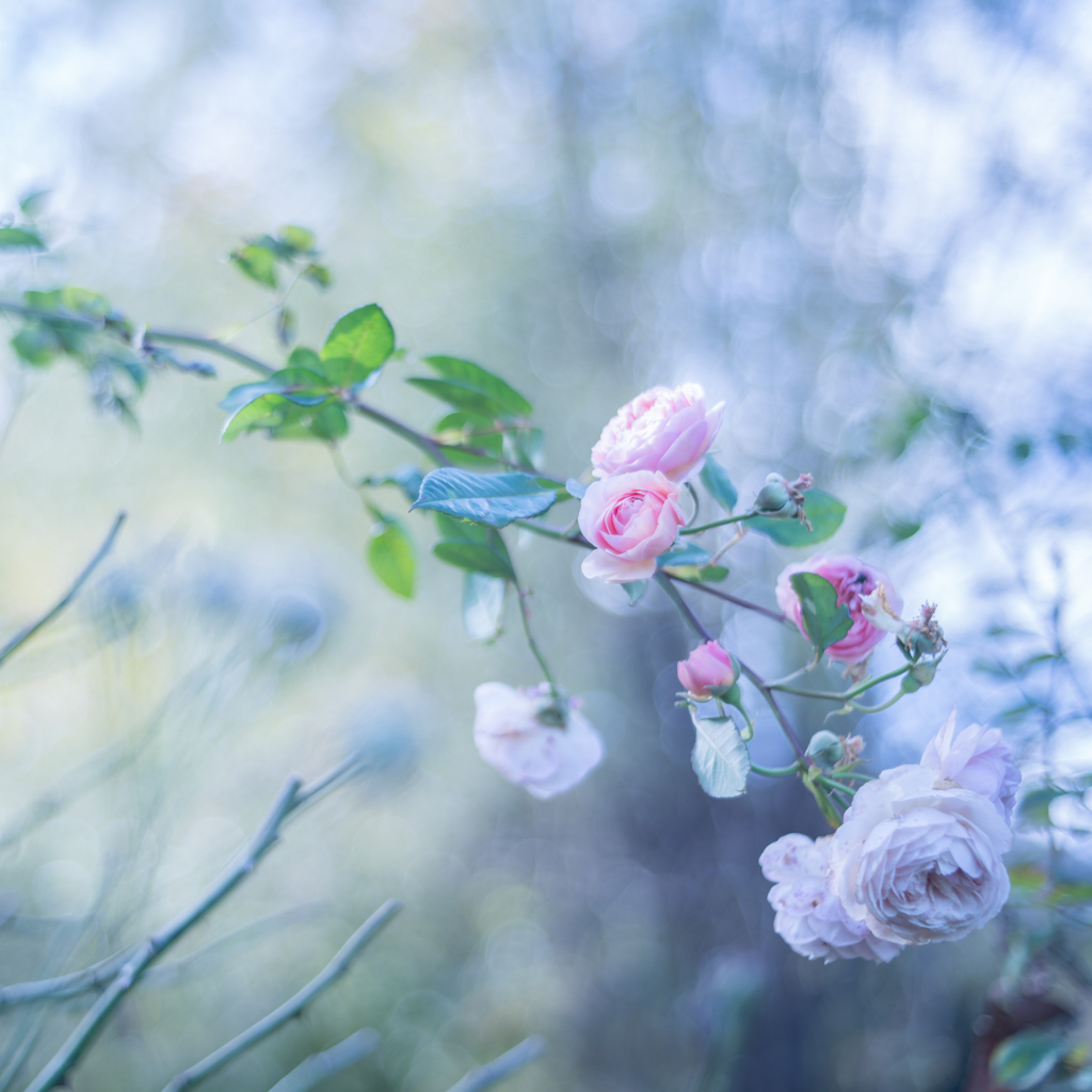 Rose collection  2019-17