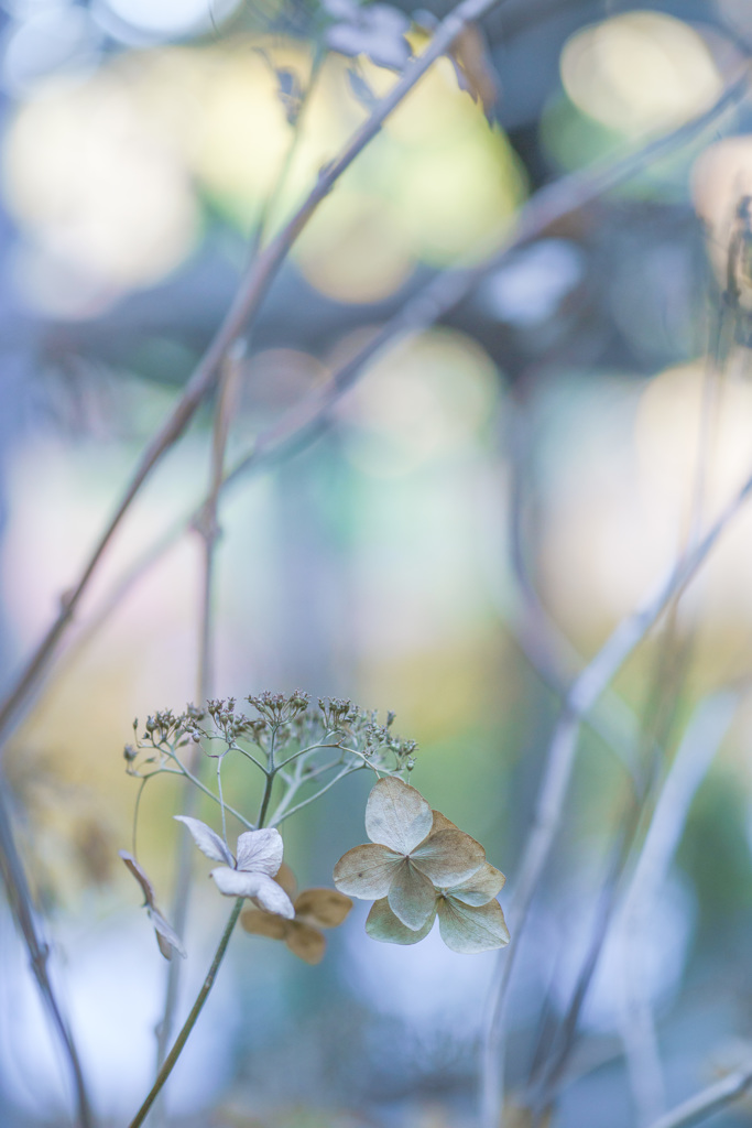 12月の紫陽花・・・♡