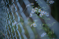 2025/10/18 ♥ fence ♥