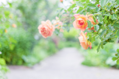 20210603 Rose collection ♡ 2021-05