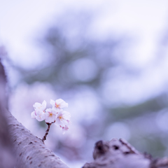 桜 2019・・・#4