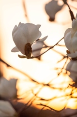 春・・・暮れる