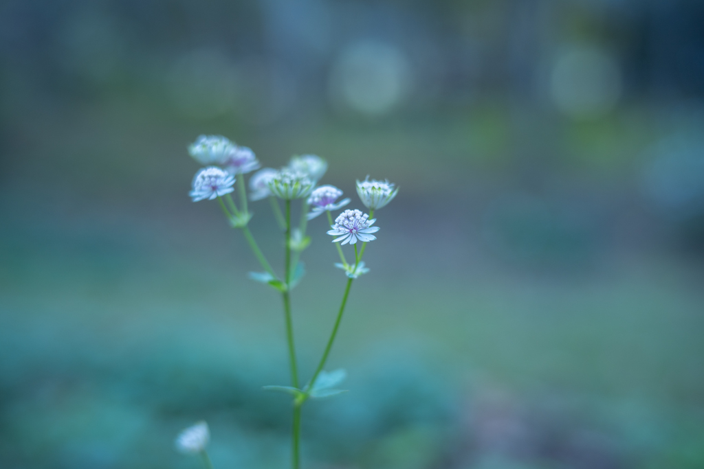 2025/10/29 アストランティア・マヨール・・・♡