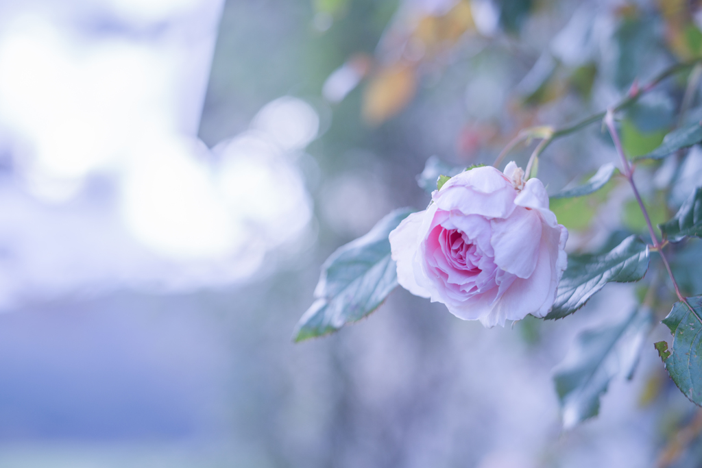 Rose collection  2019-18