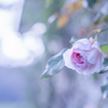 Rose collection  2019-18