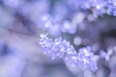 丁子桜・・・♪