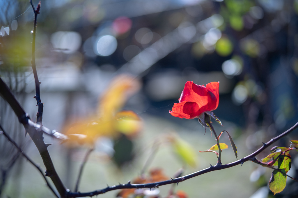 2025/11/12 Rose collection ♡ 40