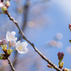 2023/03/30 桜・・・♡