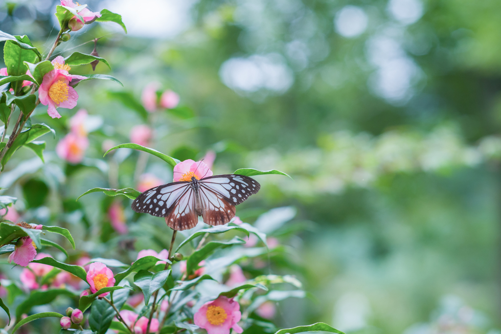 2022/10/03 お茶の花に・・・♡