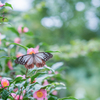 2022/10/03 お茶の花に・・・♡