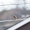 雪だね～♪