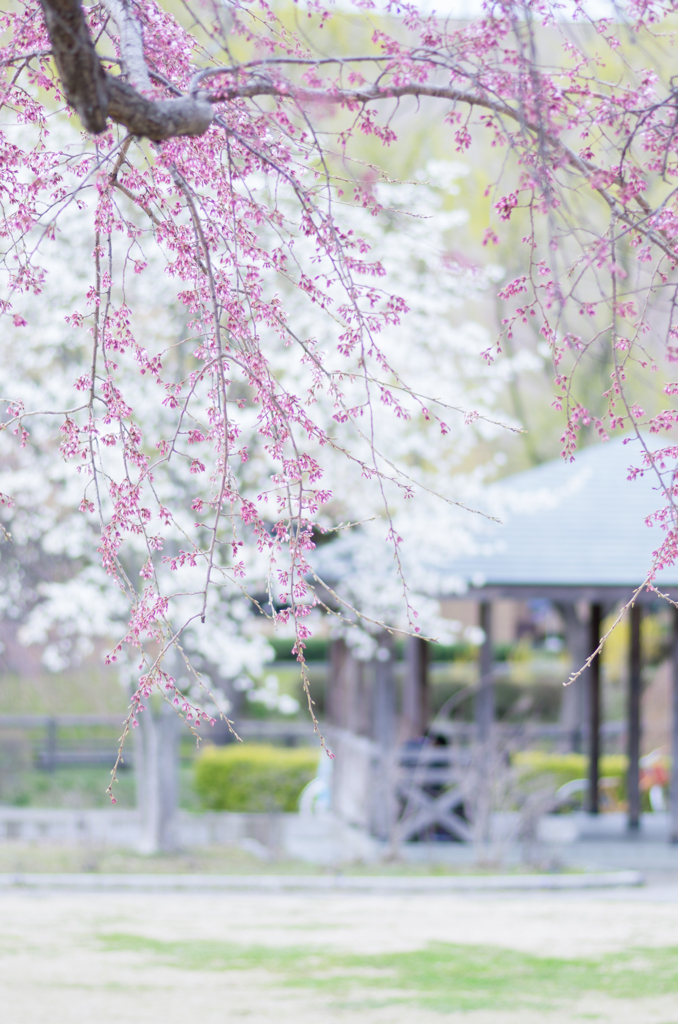 DSC01473＊北国の春・・・♪