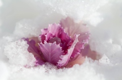 雪の朝