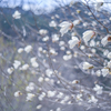 2025/03/31 風そよぐ・・・♡