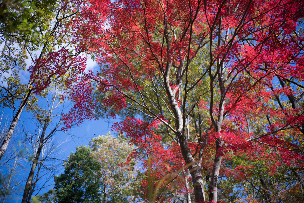 紅葉だより・・・♪