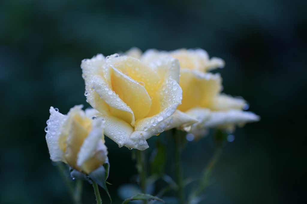 Rose collection  2018-16