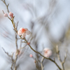 2024/03/11 ほんのり・・・♡