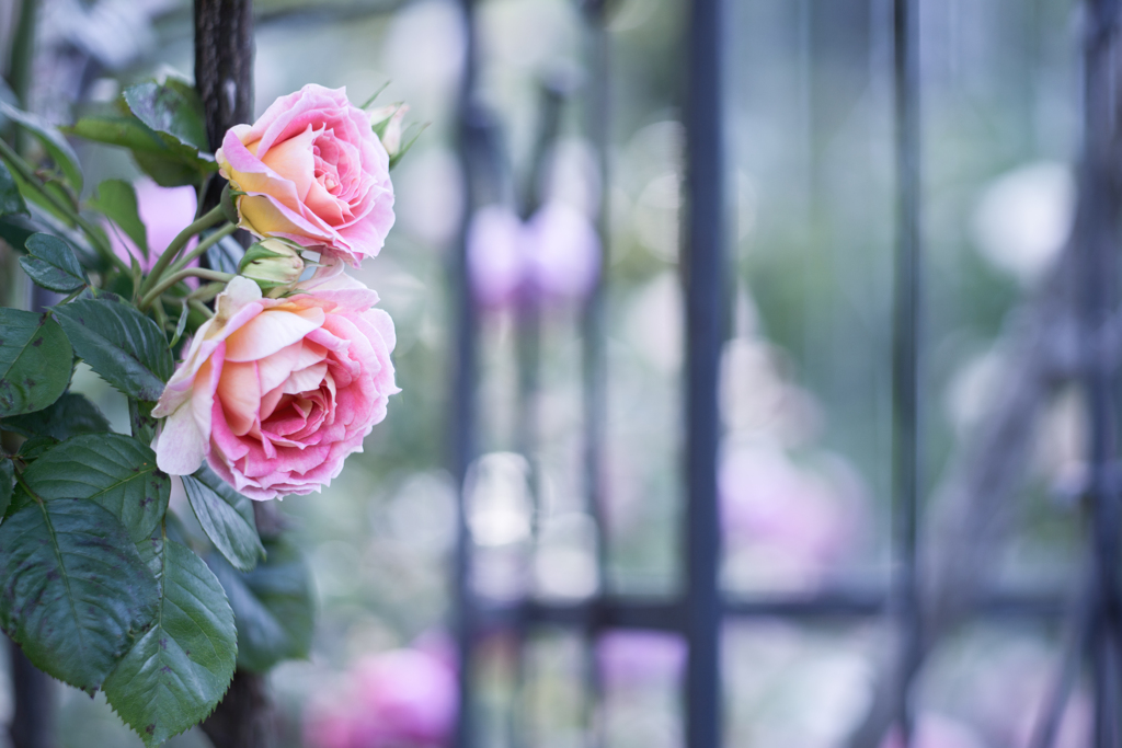 Rose ♡ collection  2020-07