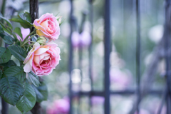 Rose ♡ collection  2020-07