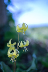 黄花カタクリ・・・♪