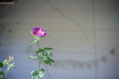 2022/09/29 Rose collection ♡ 2022-12